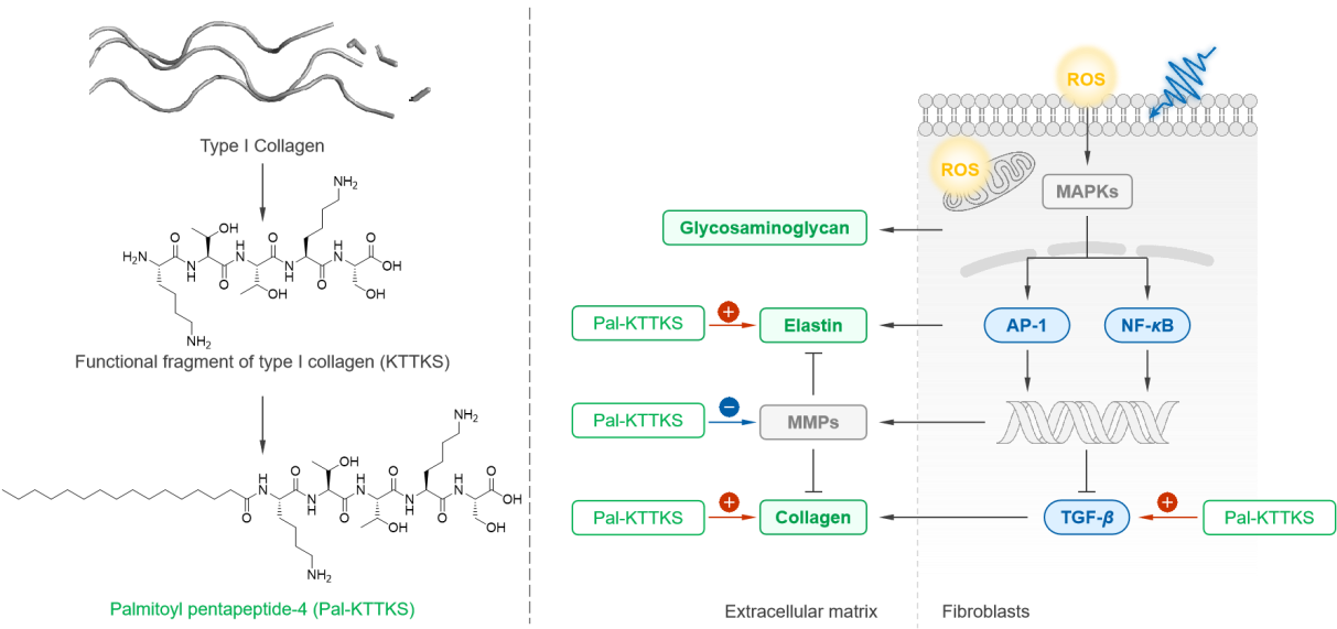 Palmitoyl Pentapeptide-4